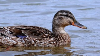 Ve Velk&eacute;m Př&iacute;točně potvrdili ptač&iacute; chřipku