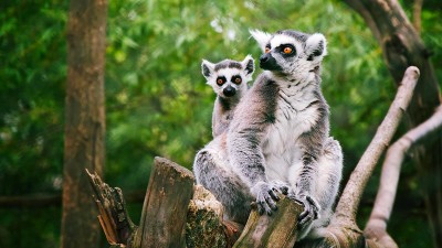 Víkend bude v Zooparku Zájezd ve znamení masopustu