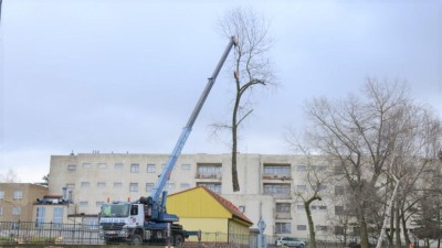 V ulici Dr. Foustky bylo pokáceno 25 stromů, nahradí je nové