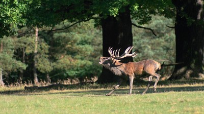 V Lánské oboře se měla likvidovat uhynulá zvěř