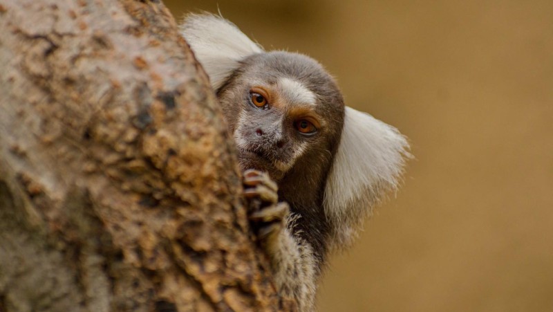 Kosman bělovousý foto zdroj Zoopark Zájezd