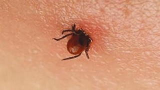 Klíšťata se opět probouzejí, nechali jste se očkovat?