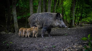 Na Křivoklátsku usmrtila bachyně psa