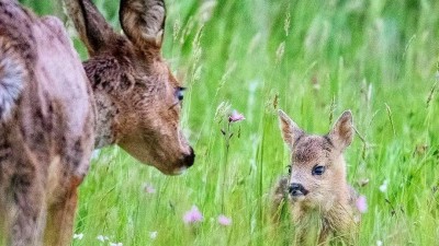 Desítky tisíc srnčat se ročně zabije. Letos se budou zachraňovat dříve. Začíná se v Kačici