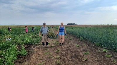 Český paličák za stovku, cibule za dvacet korun. Na poli u Černochova na Lounsku odstartoval samosběr česneku a cibule