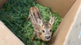 Na Kladensku zachraňují drony srnčata