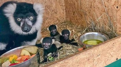 Zájezd odchoval trojčata lemurů vari