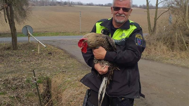 Kr&aacute;sn&eacute;ho kropenat&eacute;ho kohouta o minul&eacute;m v&iacute;kendu str&aacute;žn&iacute;ci odchyt&aacute;vali na Korei