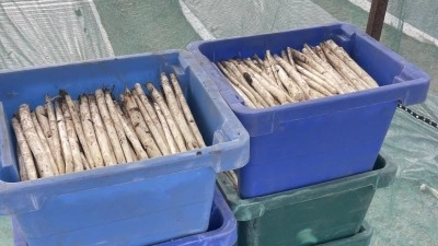 Chřestová sezóna je tady. Prodávat se bude od čtvrtka