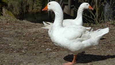 Drůbež se nesmí chovat pod širým nebem, nařídila Státní veterinární správa kvůli ptačí chřipce, vyjímku mají jen drobní chovatelé