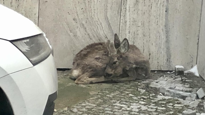 Vyděšený srnec zabloudil na náměstí Sítná