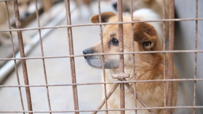 Ministerstvo se intenzivně zab&yacute;v&aacute; podezřen&iacute;m na t&yacute;r&aacute;n&iacute; psů v &uacute;tulku Bouchalka, věc prověřuj&iacute; inspektoři St&aacute;tn&iacute; veterin&aacute;rn&iacute; spr&aacute;vy