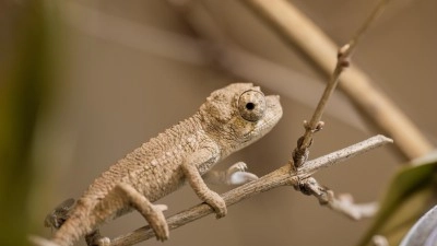 První mláďata roku 2025 v Zooparku Zájezd jsou rohatí chameleoni