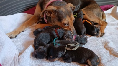 Čerstvě narozená štěňátka a další psi v útulku Fordogs přivítají vaši pomoc