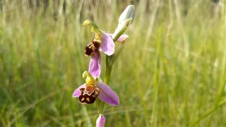 Ve Středočeském kraji vykvetly vzácné orchideje tořiče včelonosné. Objevují se v Česku jen výjimečně