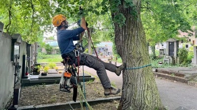 Ve Slaném celý týden probíhal ořez rizikových dřevin na půdě místního hřbitova