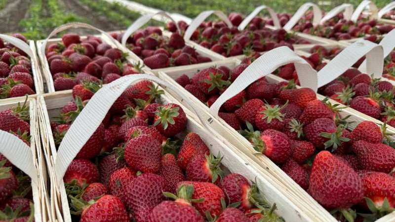 Kam pro české jahody? Ve Vraňanech už sklízejí, brzo začne samosběr