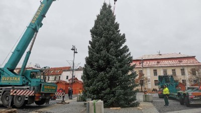 VIDEO: V Kladně už stojí Vánoční strom, zasadili ho před čtvrt stoletím manželé Svobodovi v Lidicích