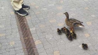 Strážníci zachraňovali kachní rodinku, matka se polekala a uletěla