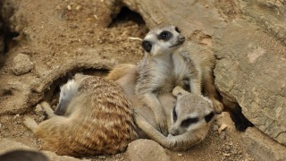 Šlechetný čin. Zoopark Zájezd věnuje rodinnou vstupenku těm, co se registrují jako dárci dřeně