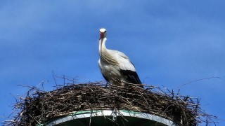 Jaro je tady! Do Kačice přiletěl čáp