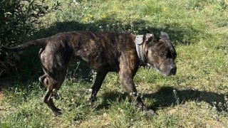 Monty byl několik dnů zavřený v bytě. Zachránili ho strážníci ze Stochova, majitelka se odstěhovala