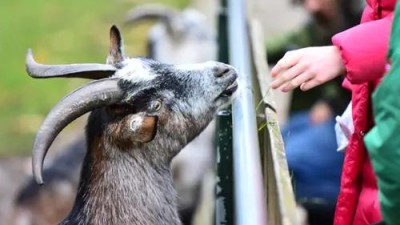 Užijte si vánoční jarmark mezi zvířátky v Zooparku Zájezd