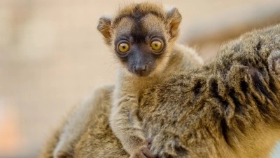 Po vysvědčení za lemury a chameleony a jen za korunu