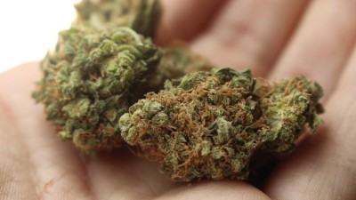 Legální marihuana? Vláda plánuje zavést regulovaný trh s konopím